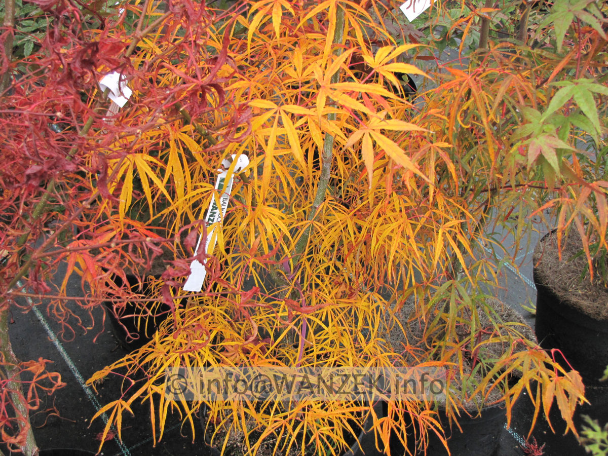 Acer palmatum Koto no ito - Herbst 2.JPG